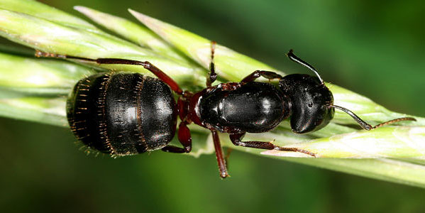 fourmi-charpentiere-camponotus-herculeanus-01.jpg