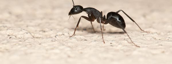 img-ant.jpg